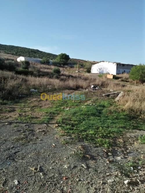 Vente Terrain Agricole Guelma Nechmaya 28