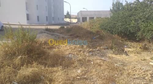 Vente Terrain Souk Ahras Ouled driss 2