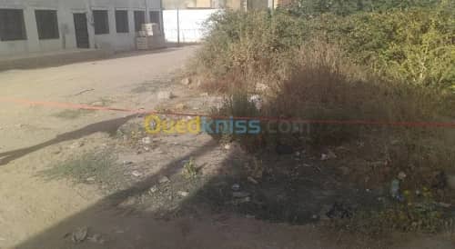 Vente Terrain Souk Ahras Ouled driss 3