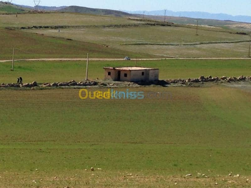 Vente Terrain Khenchela Khenchela 5