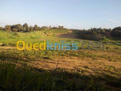 Vente Terrain Ain defla Ben allal