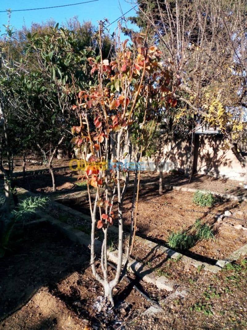 Vente Villa Tlemcen Ghazaouet 28