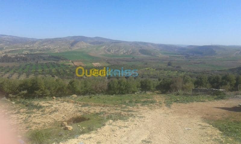 Vente Terrain Tlemcen Remchi 3