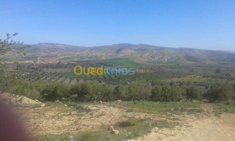 Vente Terrain Tlemcen Remchi 4