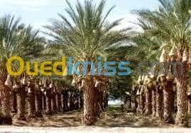 Vente Terrain Agricole Biskra Tolga 2