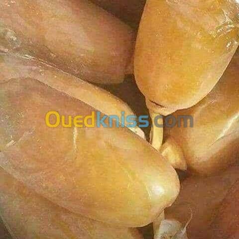 Vente Terrain Agricole Biskra Tolga 3