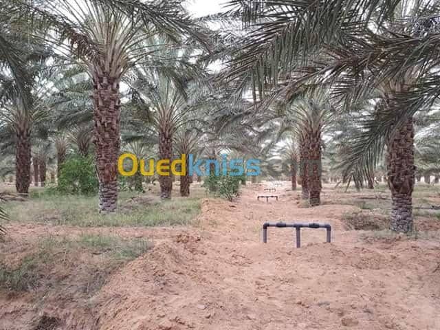 Vente Terrain Agricole Biskra Tolga 4