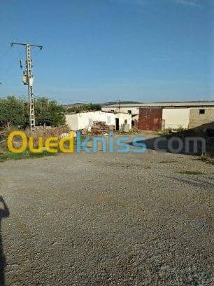 Vente Terrain Agricole Guelma Nechmaya 12