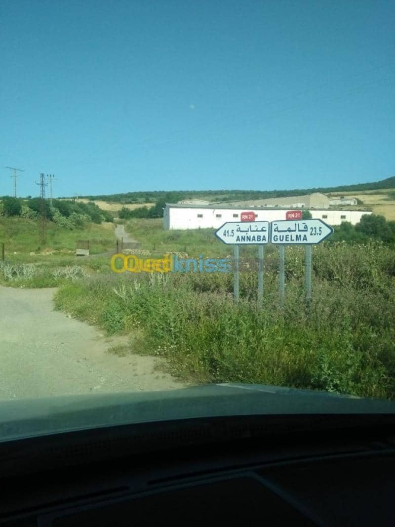 Vente Terrain Agricole Guelma Nechmaya