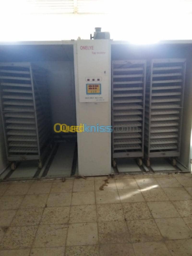 Vente Terrain Agricole Guelma Nechmaya 16