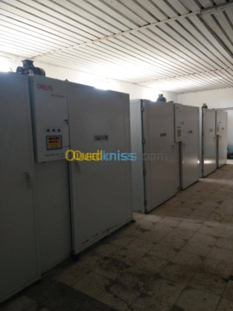 Vente Terrain Agricole Guelma Nechmaya 20