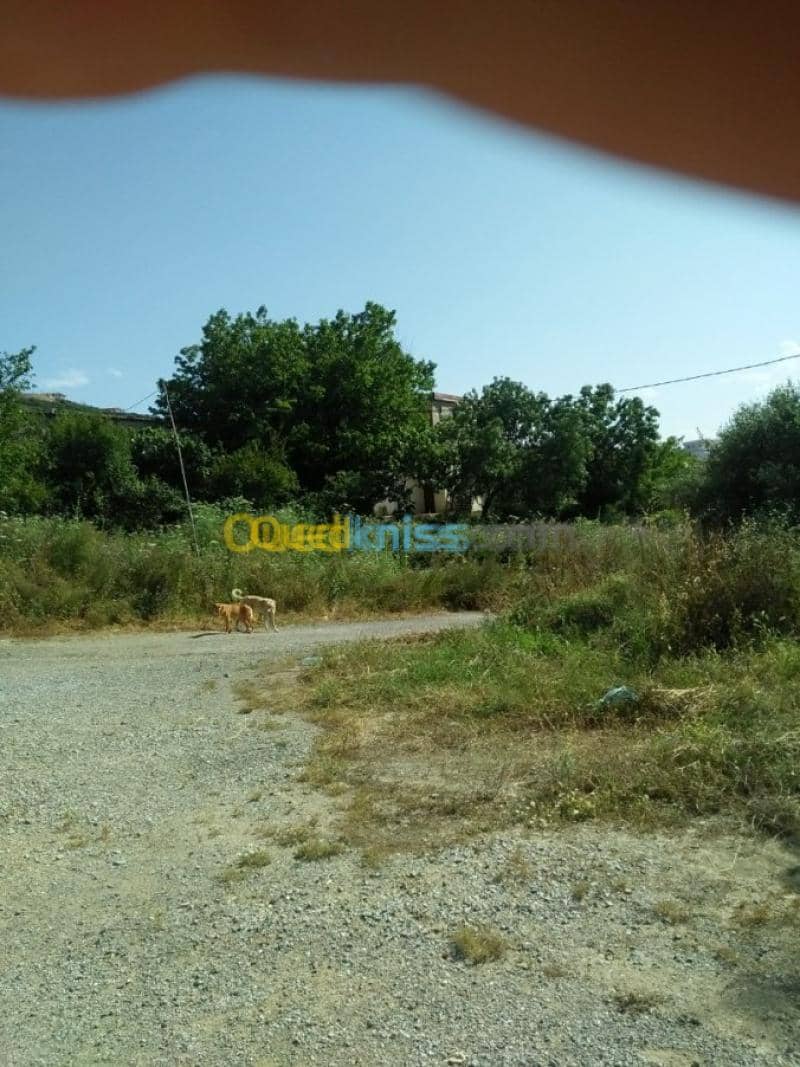 Vente Terrain Agricole Guelma Nechmaya 23