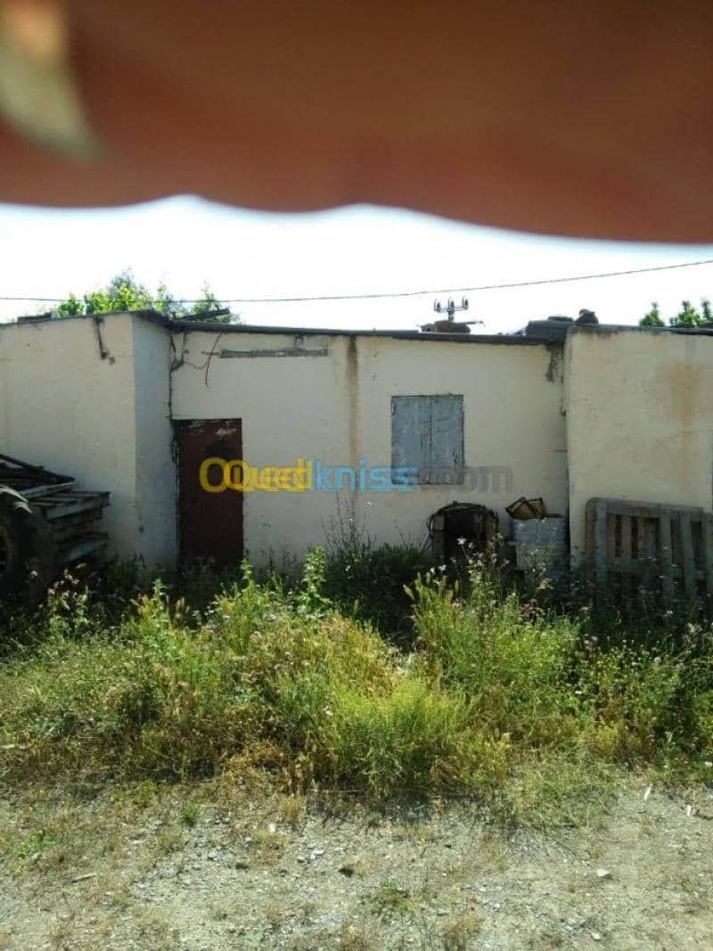 Vente Terrain Agricole Guelma Nechmaya 25