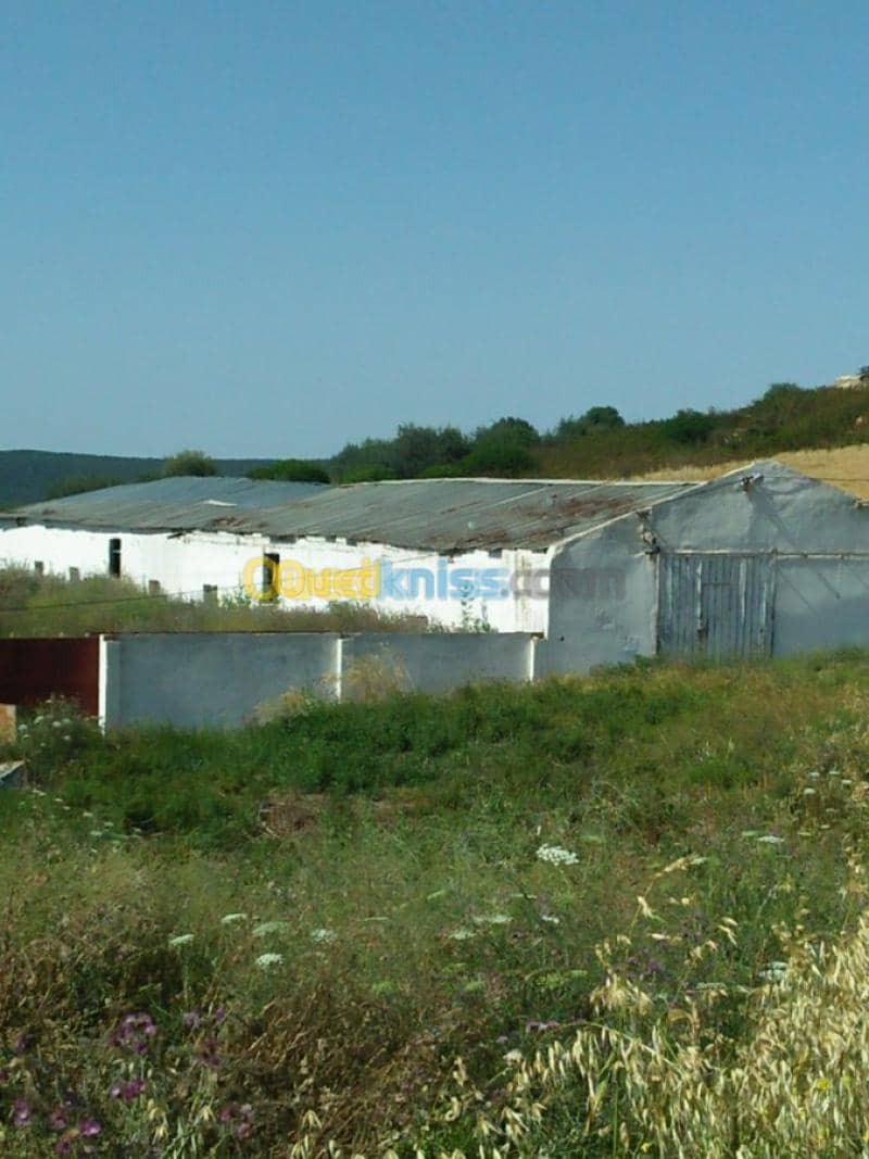 Vente Terrain Agricole Guelma Nechmaya 26