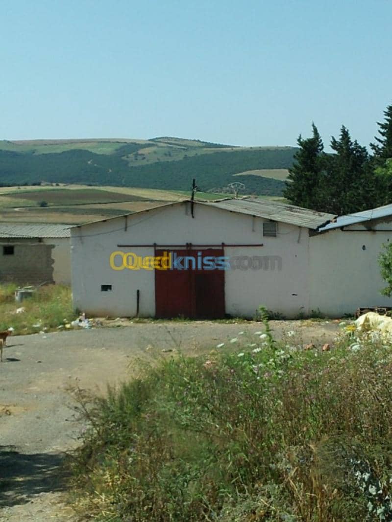 Vente Terrain Agricole Guelma Nechmaya 27