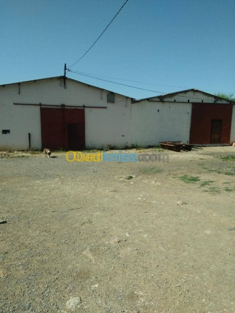 Vente Terrain Agricole Guelma Nechmaya 28