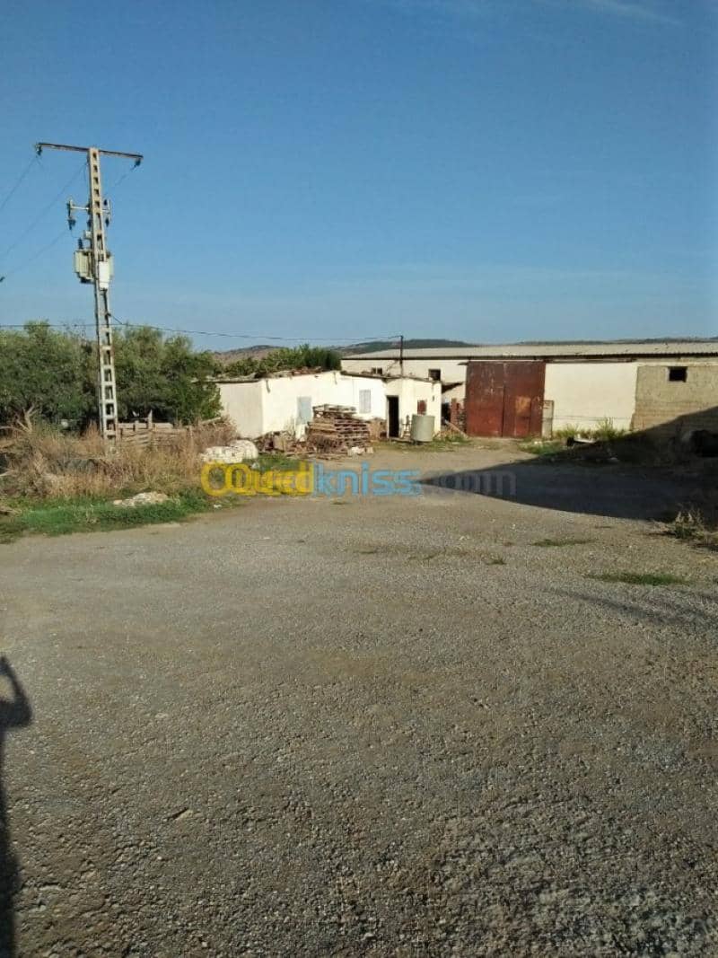 Vente Terrain Agricole Guelma Nechmaya 4