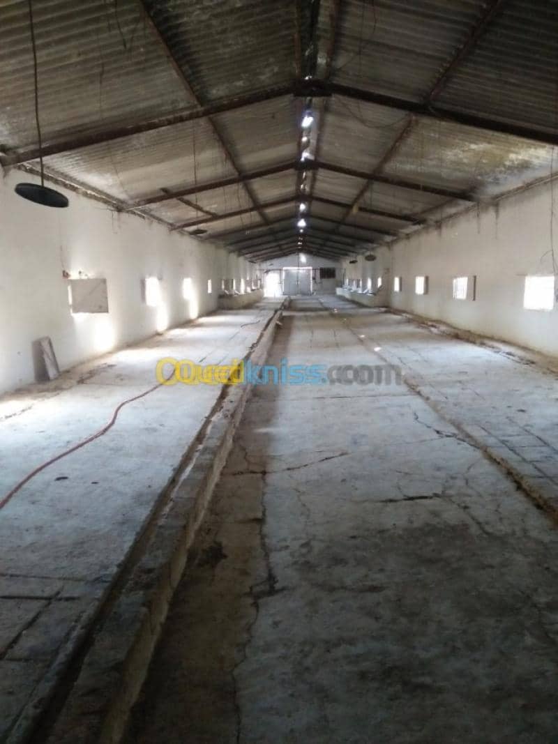 Vente Terrain Agricole Guelma Nechmaya 29
