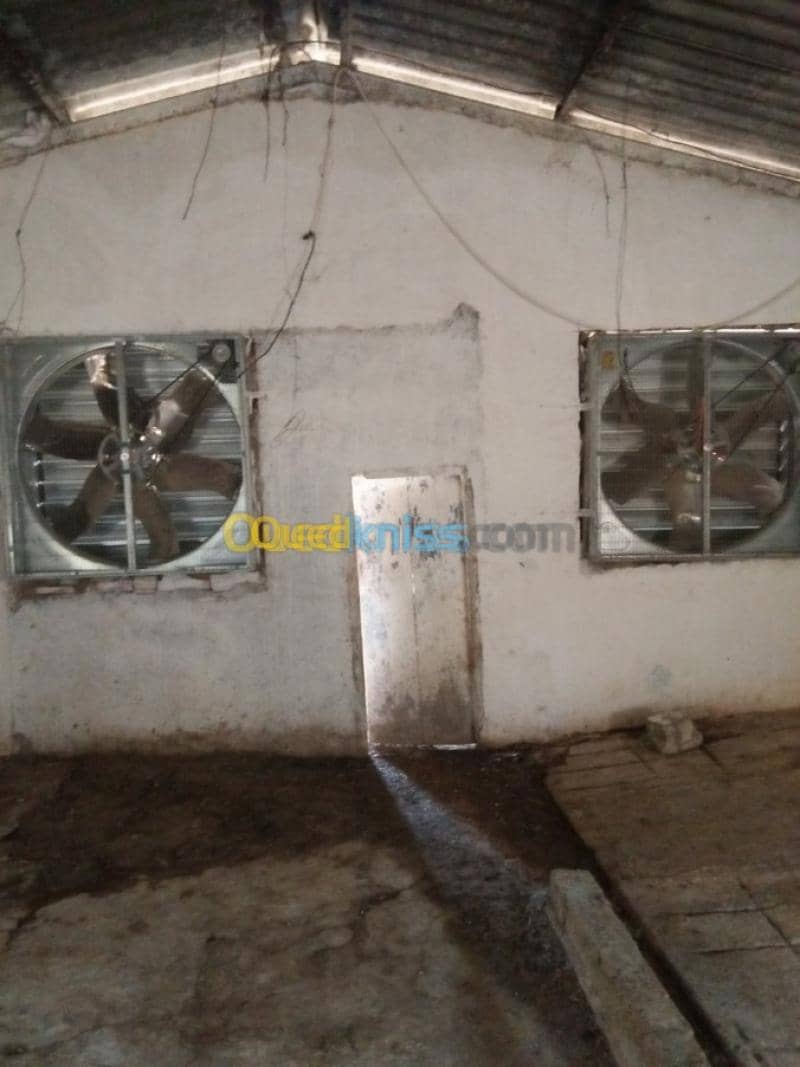Vente Terrain Agricole Guelma Nechmaya 30