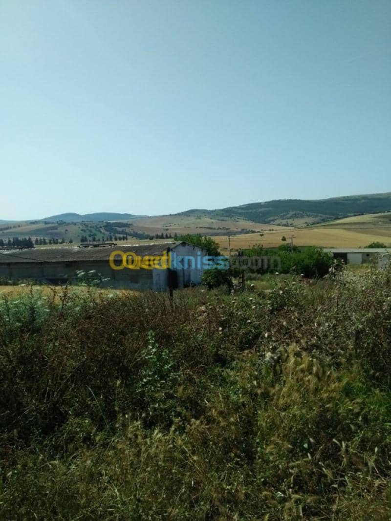 Vente Terrain Agricole Guelma Nechmaya 34