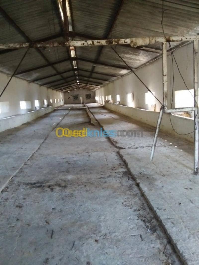 Vente Terrain Agricole Guelma Nechmaya 35