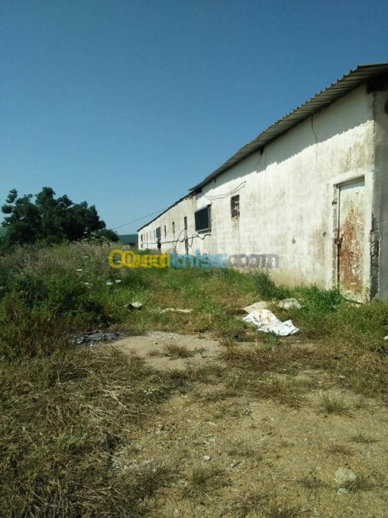 Vente Terrain Agricole Guelma Nechmaya 36