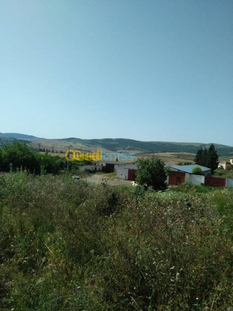 Vente Terrain Agricole Guelma Nechmaya 37