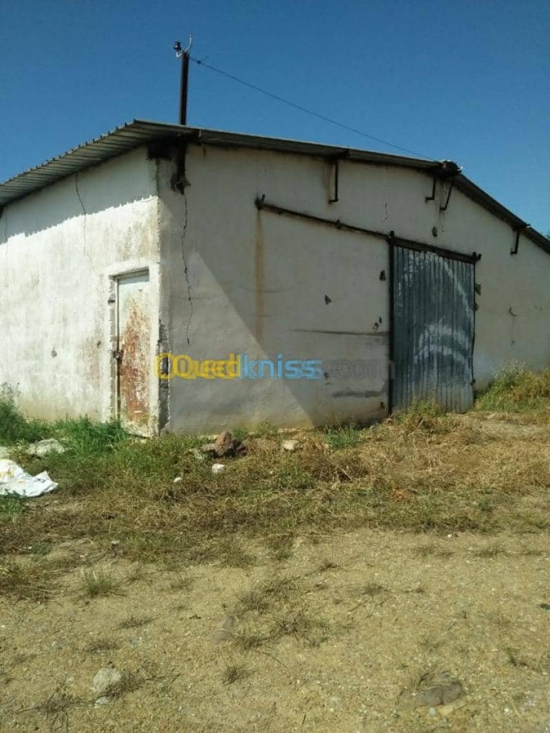 Vente Terrain Agricole Guelma Nechmaya 38