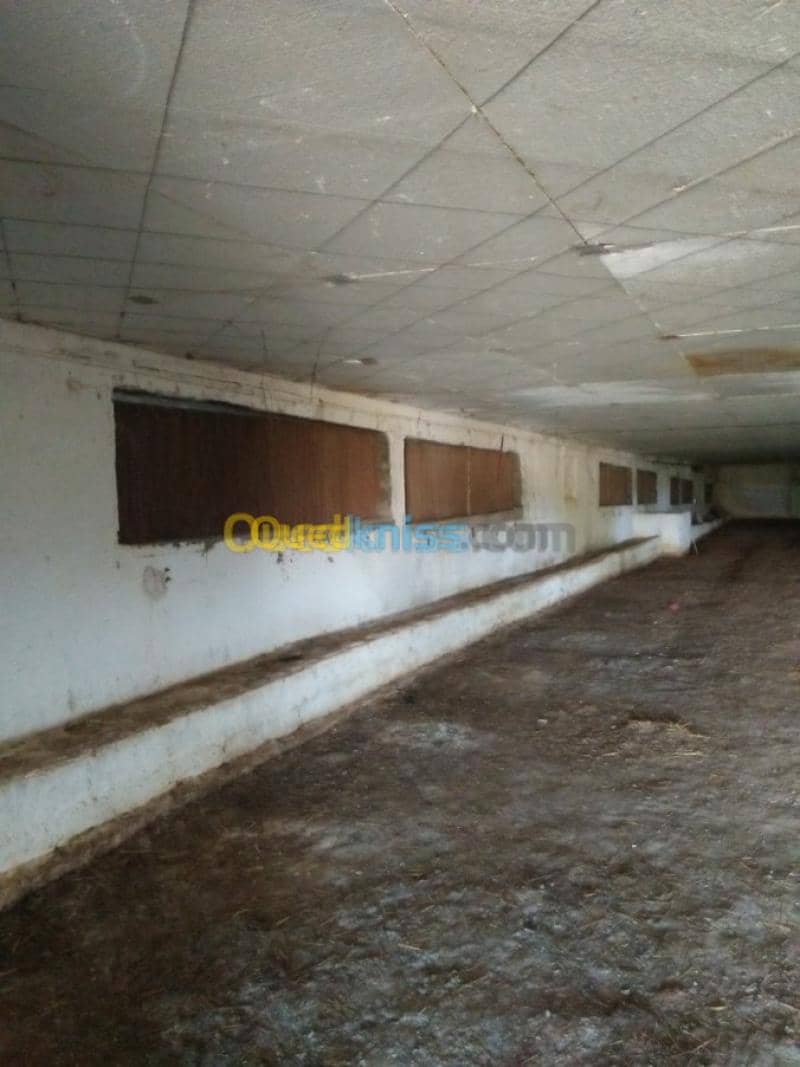 Vente Terrain Agricole Guelma Nechmaya 39
