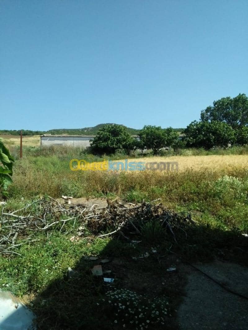Vente Terrain Agricole Guelma Nechmaya 42