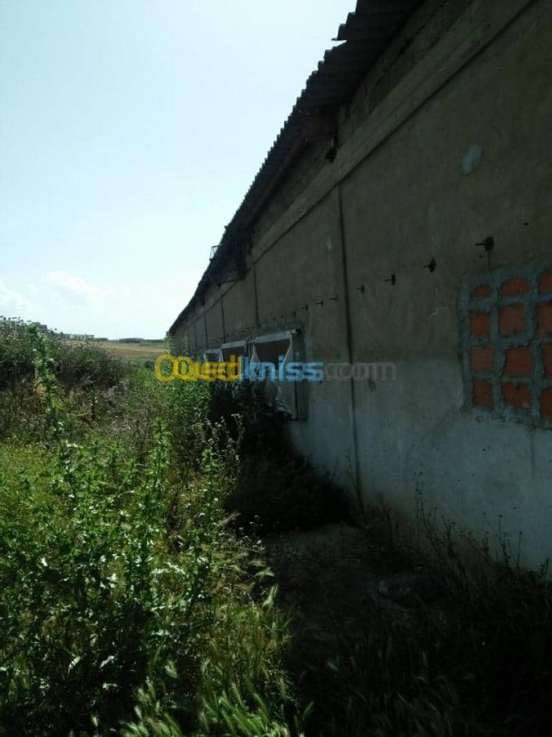 Vente Terrain Agricole Guelma Nechmaya 43