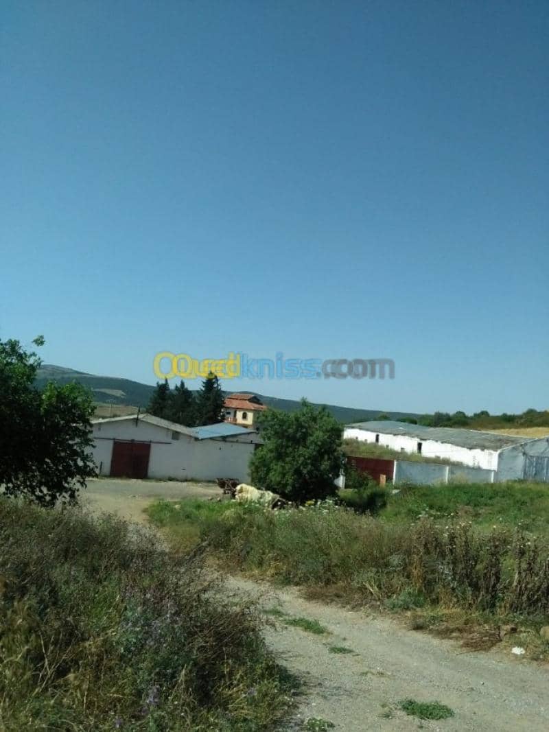 Vente Terrain Agricole Guelma Nechmaya 44