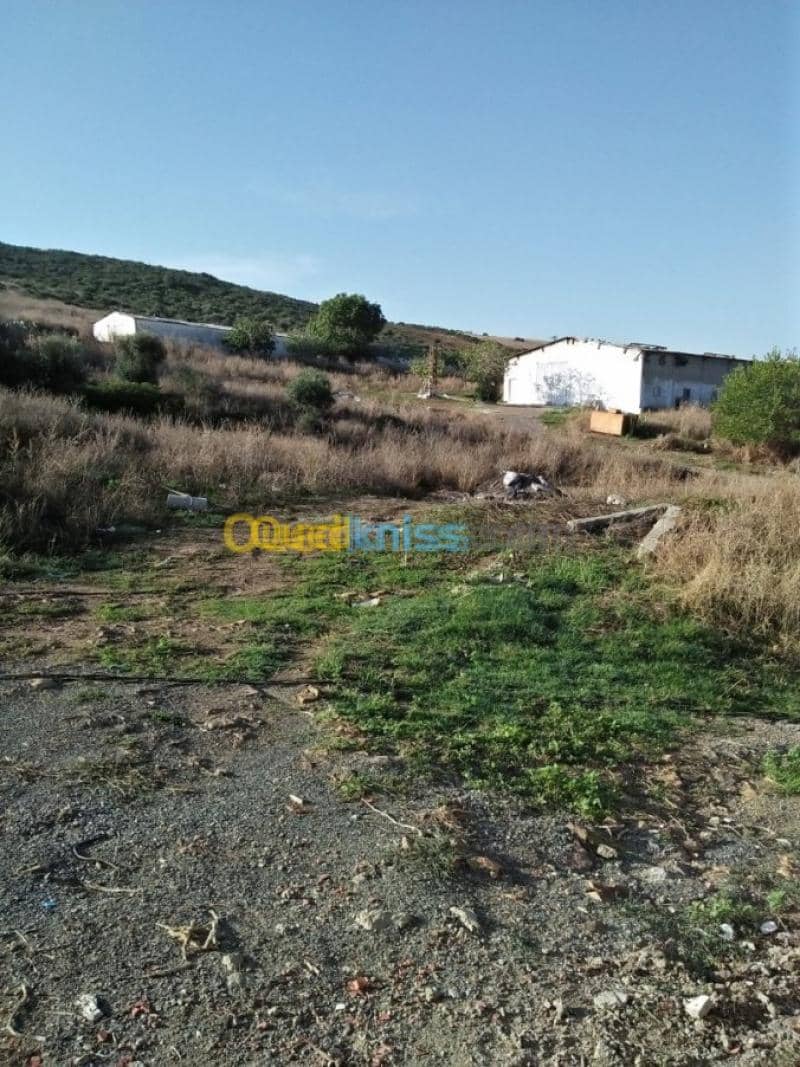 Vente Terrain Agricole Guelma Nechmaya 45