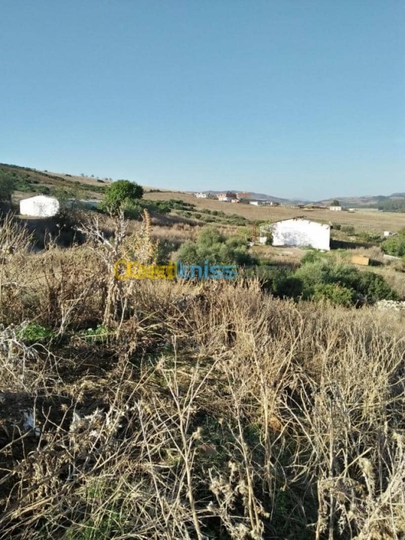 Vente Terrain Agricole Guelma Nechmaya 8