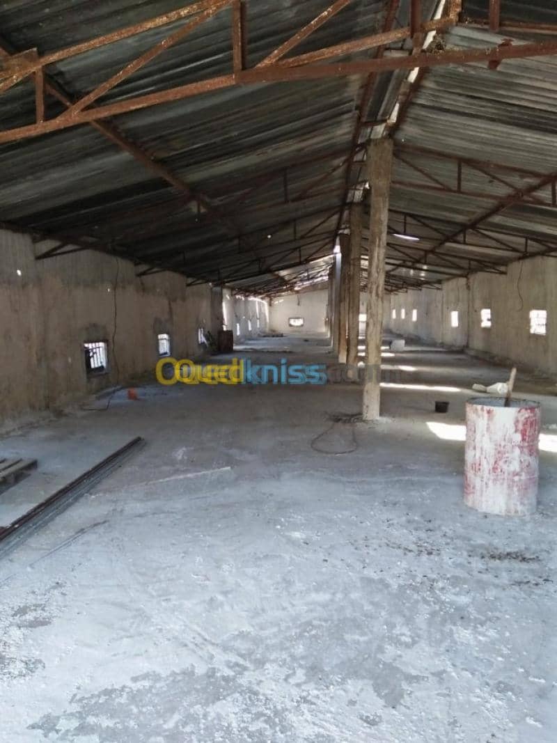 Vente Terrain Agricole Guelma Nechmaya 10