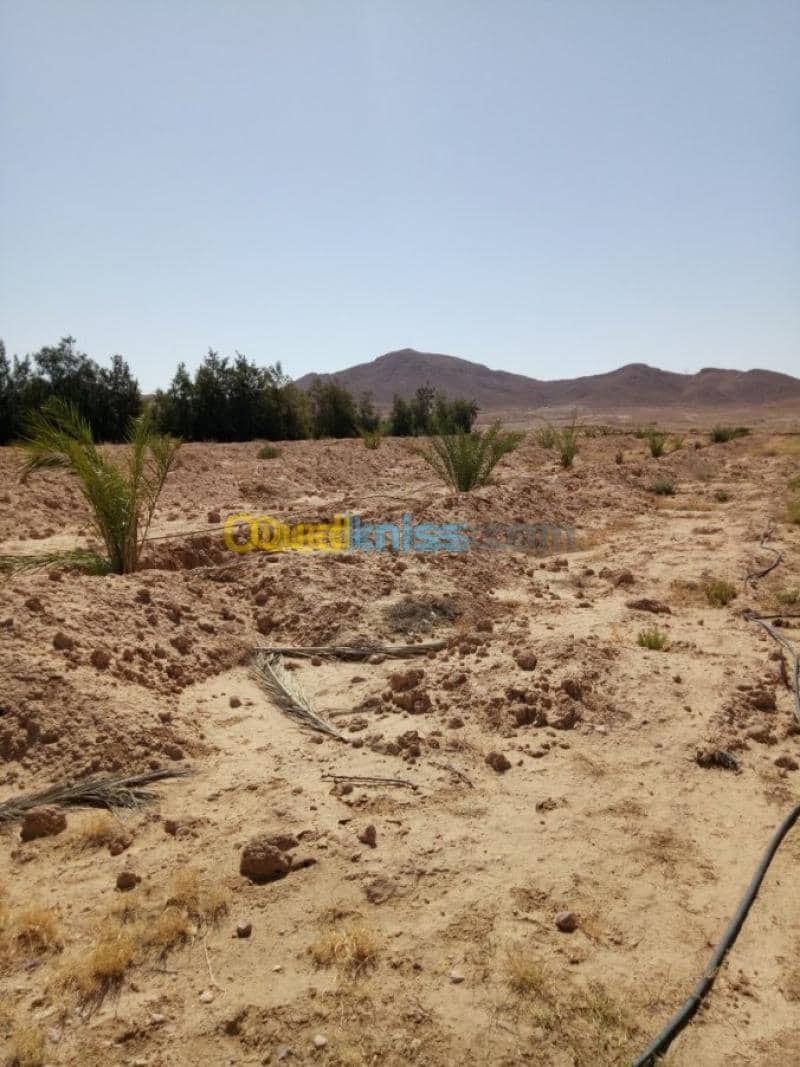 Vente Terrain Agricole Biskra Biskra 8