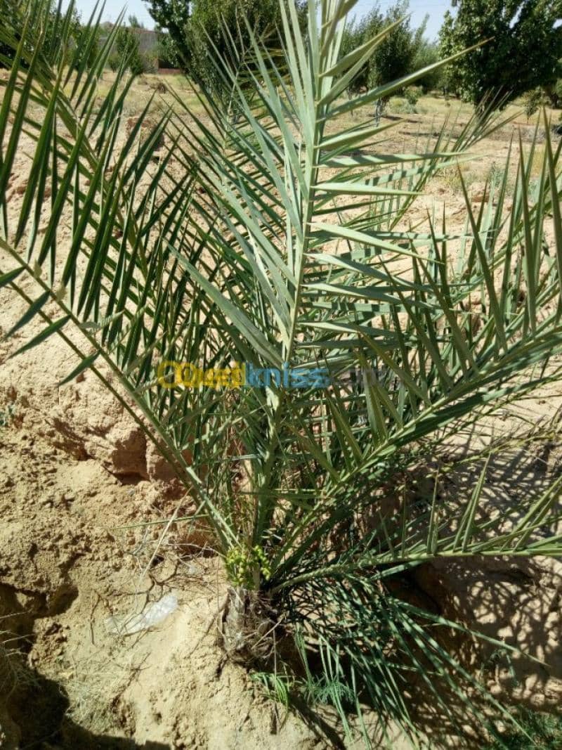 Vente Terrain Agricole Biskra Biskra 9
