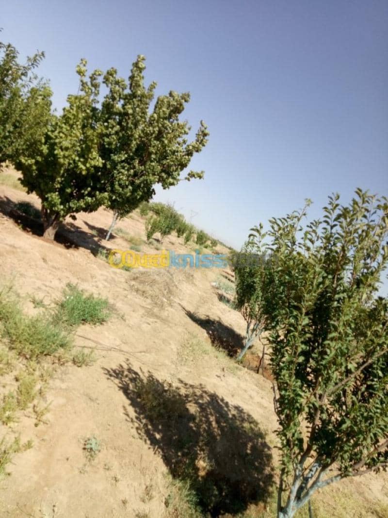 Vente Terrain Agricole Biskra Biskra 10