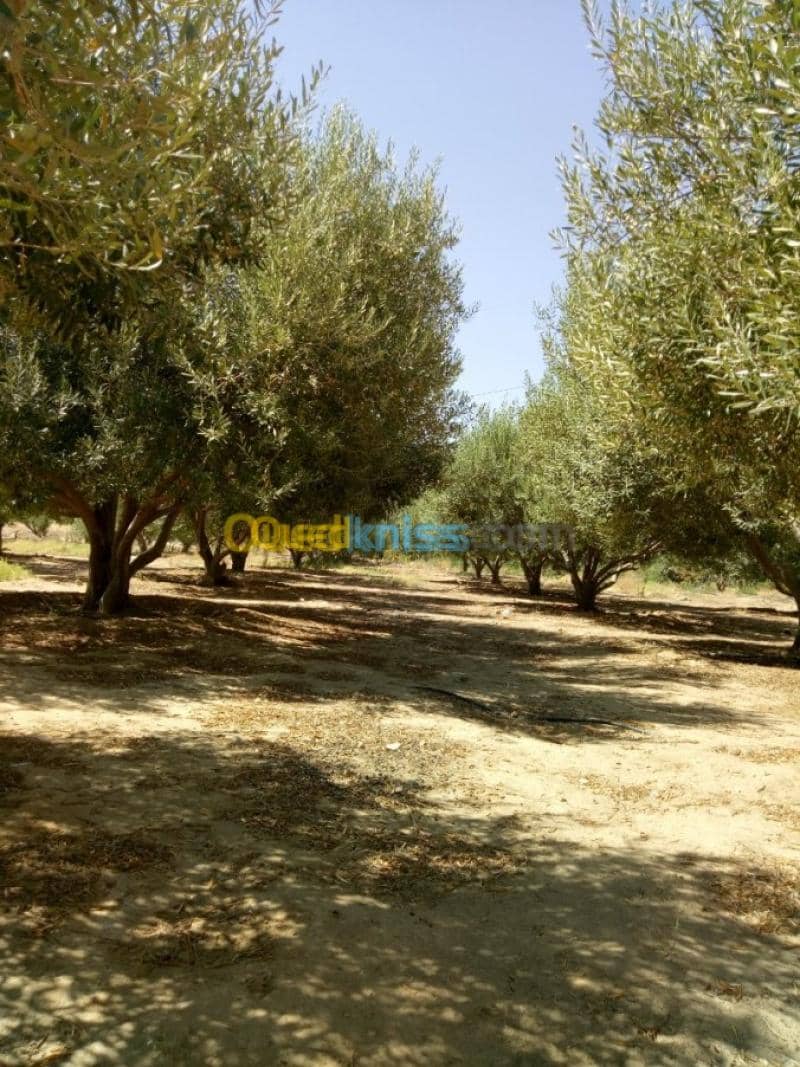 Vente Terrain Agricole Biskra Biskra 12