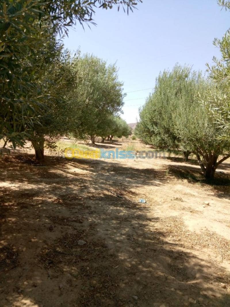 Vente Terrain Agricole Biskra Biskra 13