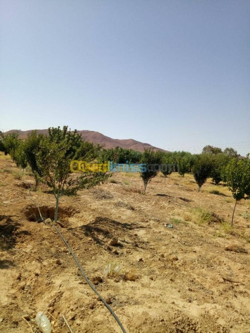 Vente Terrain Agricole Biskra Biskra 16
