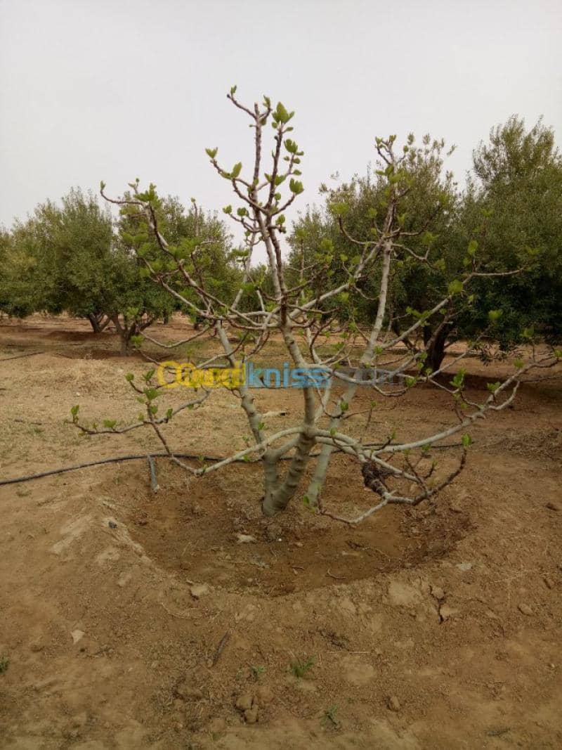 Vente Terrain Agricole Biskra Biskra 18