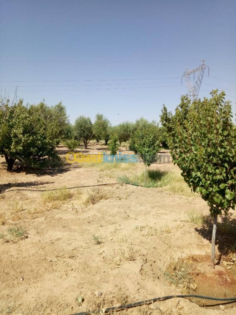 Vente Terrain Agricole Biskra Biskra 3