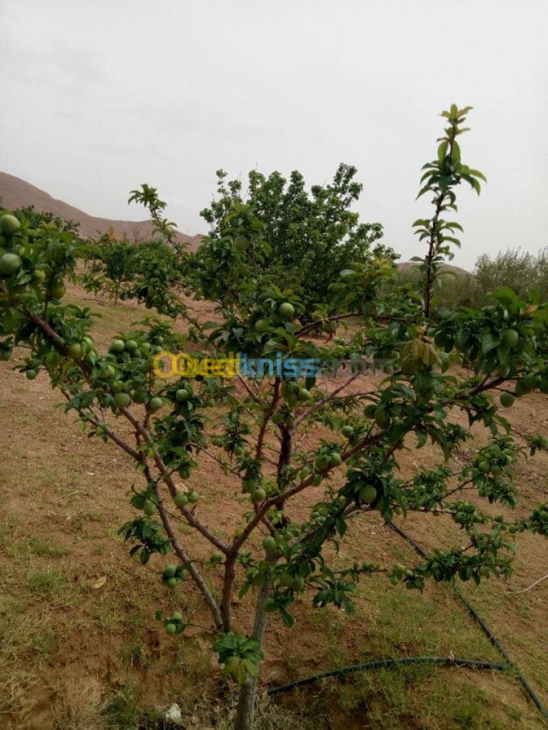 Vente Terrain Agricole Biskra Biskra 19