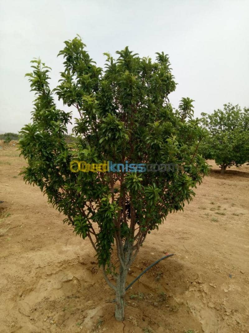 Vente Terrain Agricole Biskra Biskra 22