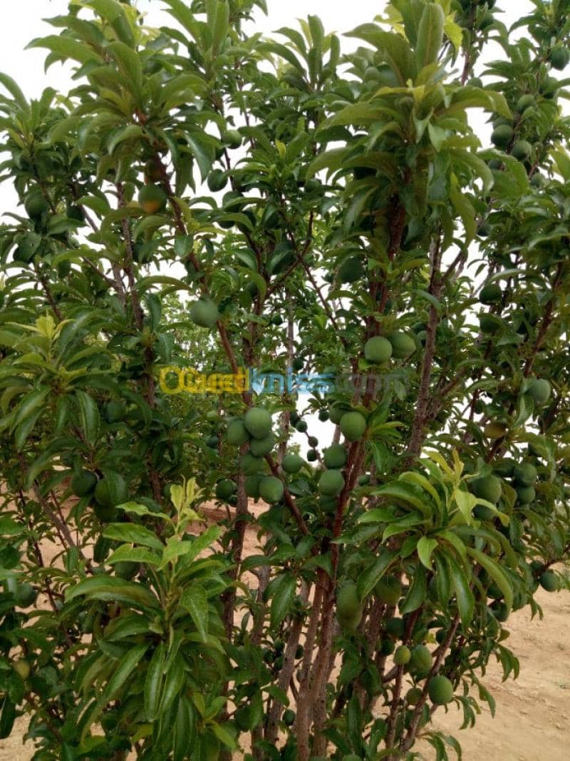 Vente Terrain Agricole Biskra Biskra 23