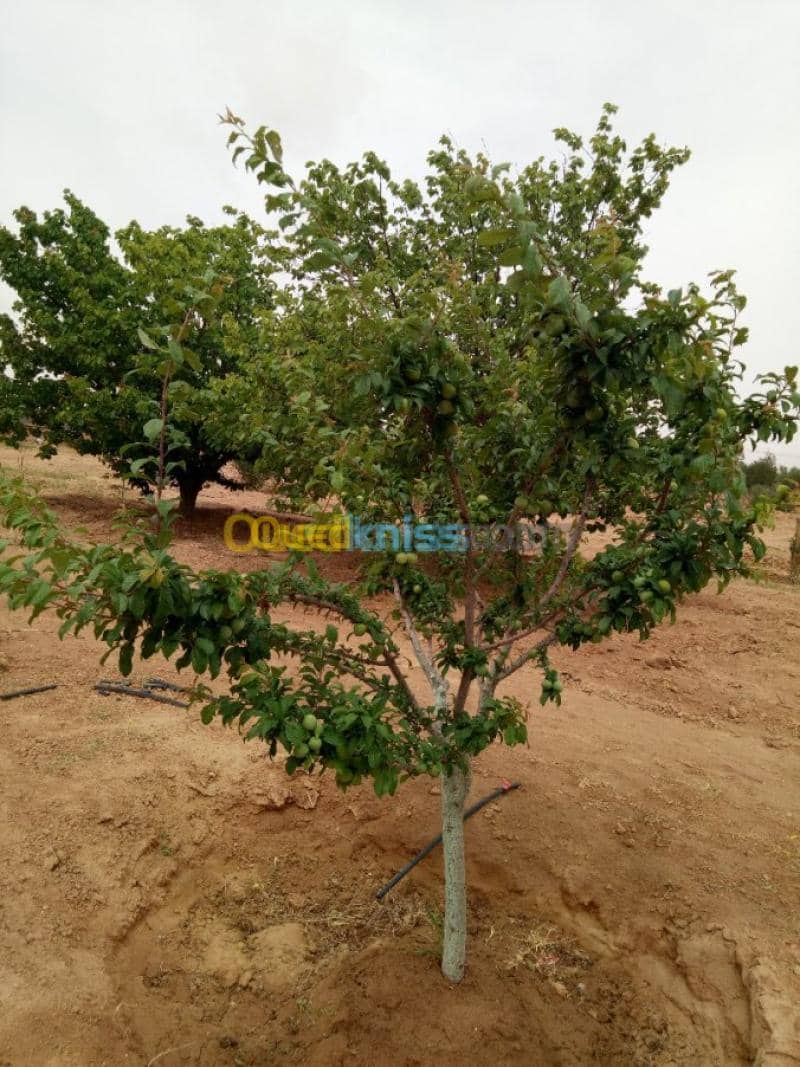 Vente Terrain Agricole Biskra Biskra 24