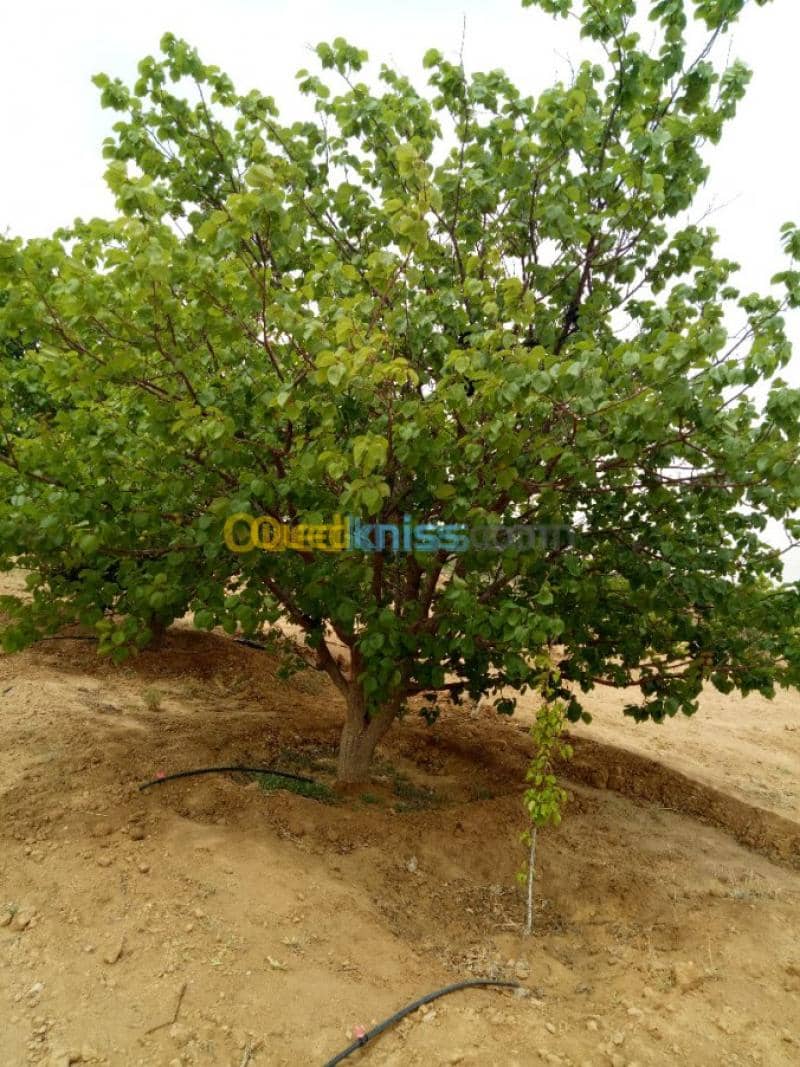 Vente Terrain Agricole Biskra Biskra 25