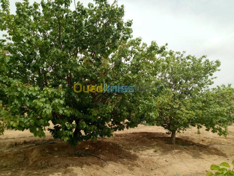 Vente Terrain Agricole Biskra Biskra 27
