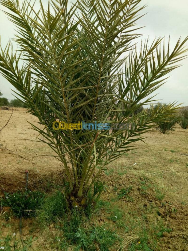 Vente Terrain Agricole Biskra Biskra 30